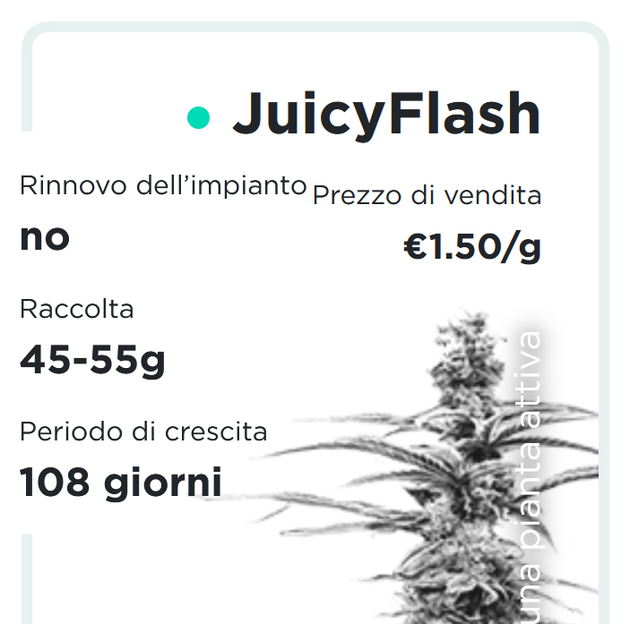 JuicyFields - JuicyFlash - it