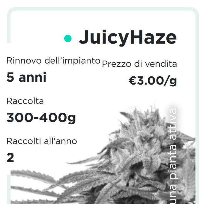 JuicyFields - JuicyFlash - it