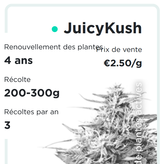 JuicyFields - JuicyKush - fr