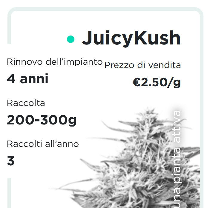 JuicyFields - JuicyKush - it
