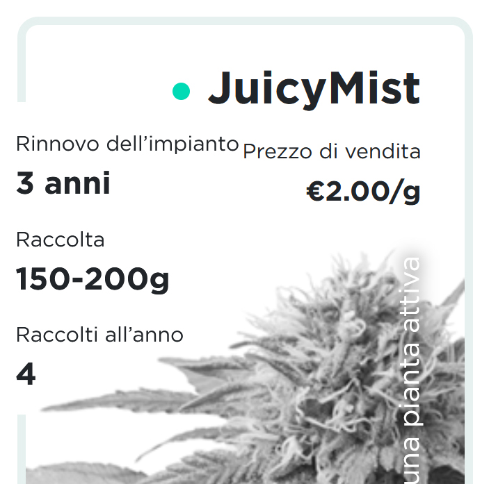 JuicyFields - JuicyMist - it
